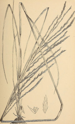 Diplachne fusca subsp. fascicularis Bearded sprangletop